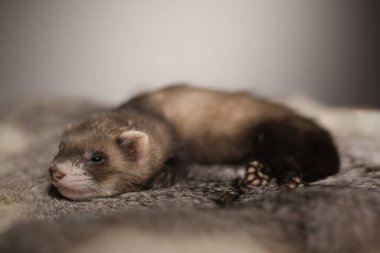 Gelincik, beş haftalık bebek tavşan kürkünde resim için poz veriyor.