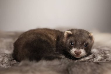 Gelincik, beş haftalık bebek tavşan kürkünde resim için poz veriyor.