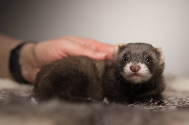 Gelincik, beş haftalık bebek tavşan kürkünde resim için poz veriyor.
