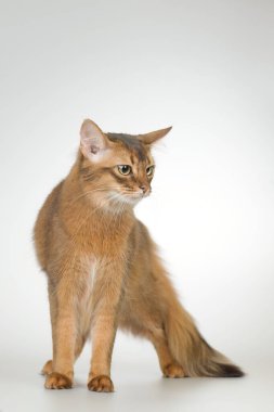 Somali kedisi, stüdyoda portre için poz veren dişi kedi yetiştirir.