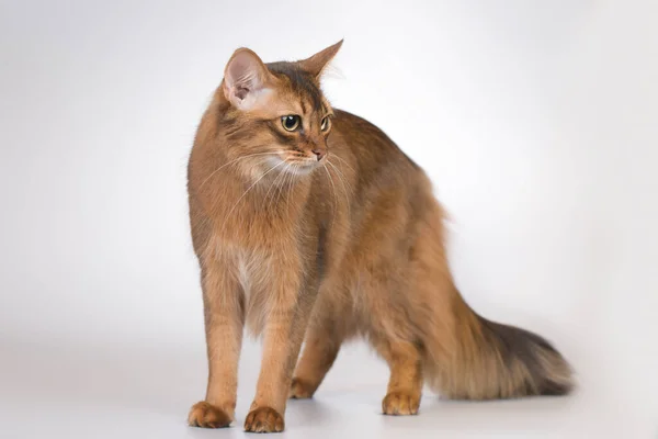 Σομαλός Γάτα Φυλή Θηλυκό Γάτα Ποζάρουν Για Πορτρέτο Στο Στούντιο — Φωτογραφία Αρχείου