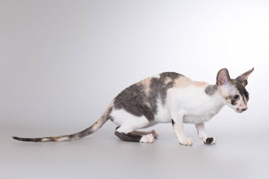 Cornish Rex Stüdyoda portre için poz veren erkek kedi yetiştiriyor.