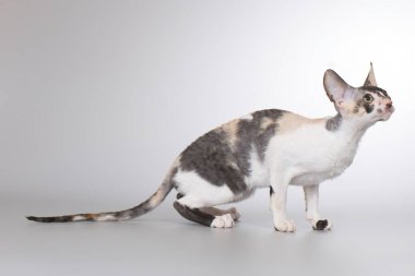 Cornish Rex Stüdyoda portre için poz veren erkek kedi yetiştiriyor.