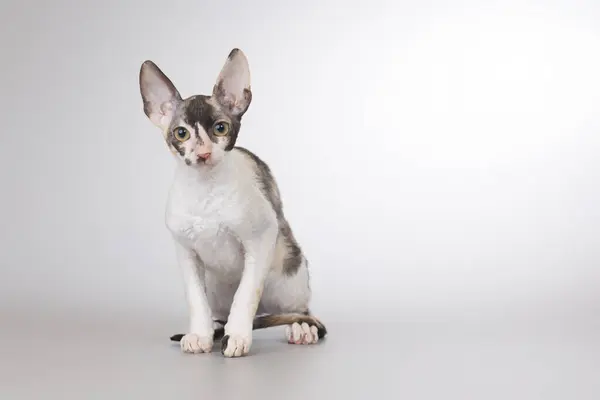 Cornish Rex Rasa Samiec Kot Pozowanie Portretu Studio — Zdjęcie stockowe
