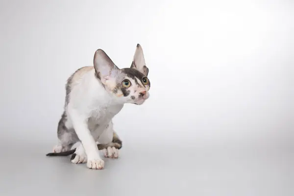 コーニッシュレックスはスタジオで肖像画のためにポーズする男性の猫を繁殖させる — ストック写真