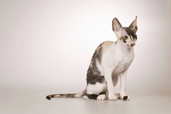 Cornish Rex Stüdyoda Portre Için Poz Veren Erkek Kedi Yetiştiriyor — Stok fotoğraf
