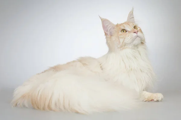 Pretty Light Fur Maine Coon Cat Portrait Studio — Stock Photo, Image
