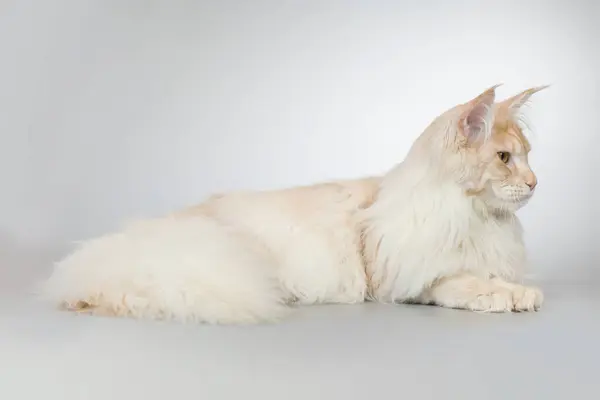 Pretty Light Fur Maine Coon Cat Portrait Studio — Stock Photo, Image
