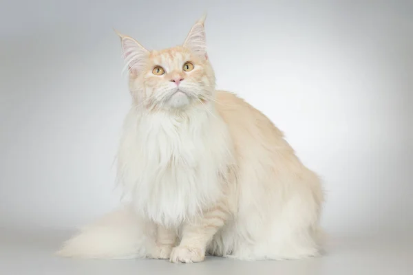 Pretty Lekkie Futro Maine Coon Cat Portret Studio — Zdjęcie stockowe