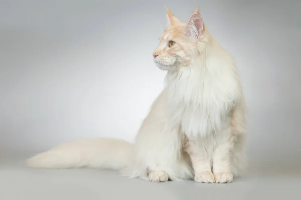 Graziosa Pelliccia Leggera Maine Coon Cat Ritratto Studio — Foto Stock