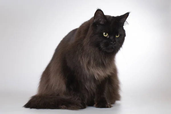 Pěkný Islated Černý Maine Coon Cat Portrét Studiu — Stock fotografie