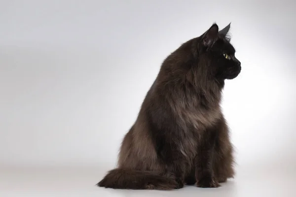 Stüdyoda Güzel Siyah Maine Rakun Kedi Portresi — Stok fotoğraf