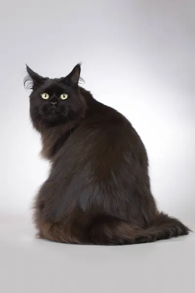 Bastante Islado Negro Maine Coon Cat Retrato Estudio —  Fotos de Stock