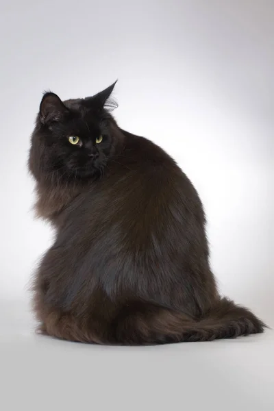 Pěkný Islated Černý Maine Coon Cat Portrét Studiu — Stock fotografie