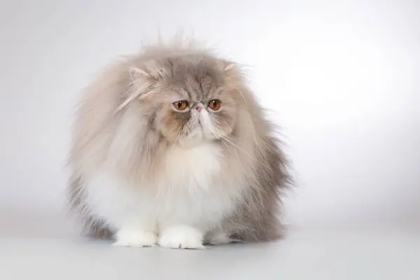 Ganska Isolerad Persisk Katt Porträtt Studio — Stockfoto