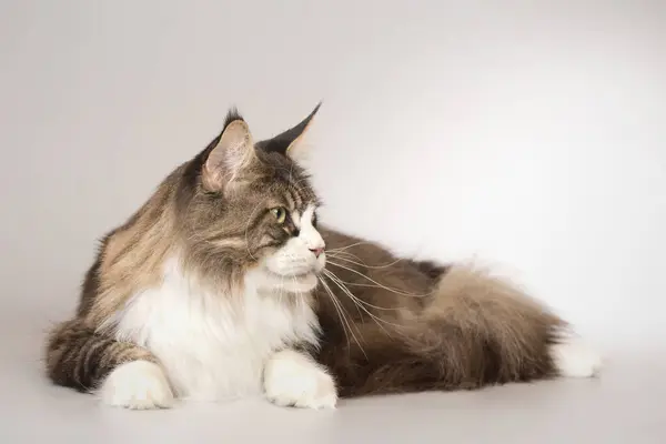 Αρκετά Μεταφρασμένο Maine Coon Cat Πορτρέτο Στο Στούντιο — Φωτογραφία Αρχείου