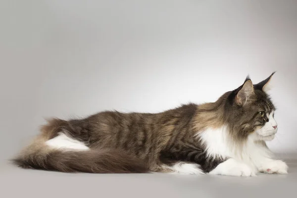 Pretty Islated Maine Coon Cat Portrait Studio — Stock Photo, Image