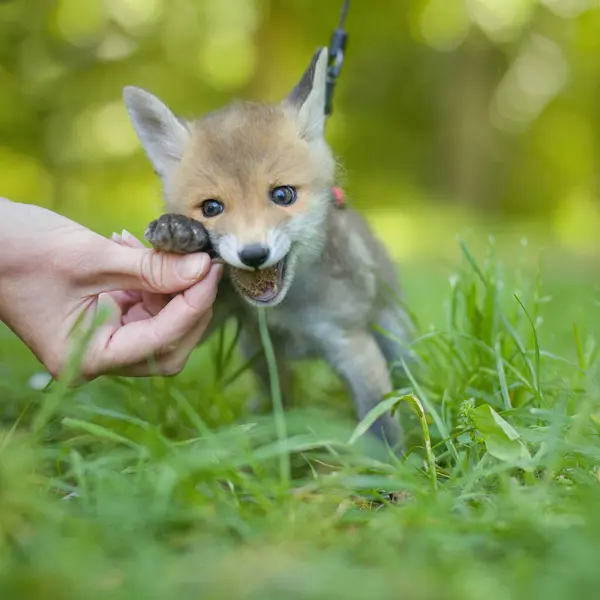 Υιοθέτηση Του Μωρού Κόκκινη Αλεπού Βρέθηκε Στο Δάσος Wilf Μοναχική — Φωτογραφία Αρχείου