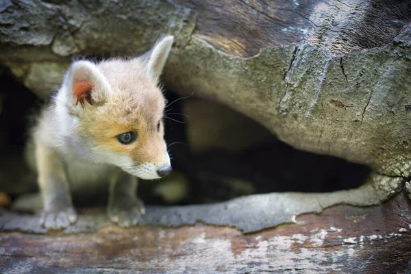 Adopting Baby Red Fox Found Wilf Forest Lonely — Stock Photo, Image