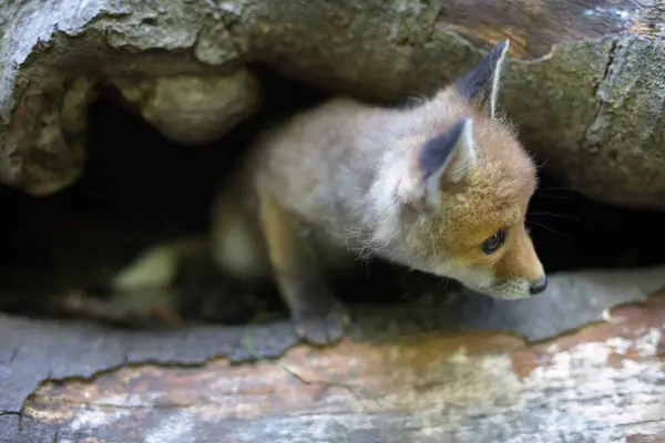 Υιοθέτηση Του Μωρού Κόκκινη Αλεπού Βρέθηκε Στο Δάσος Wilf Μοναχική — Φωτογραφία Αρχείου