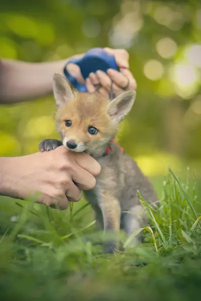 Adopting Baby Red Fox Found Wilf Forest Lonely — Stock Photo, Image