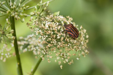 İtalyan çizgili böcek Graphosoma Italicum Apiaceae 'nin çiçeği üzerine