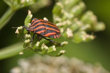 İtalyan çizgili böcek Graphosoma Italicum Apiaceae 'nin çiçeği üzerine