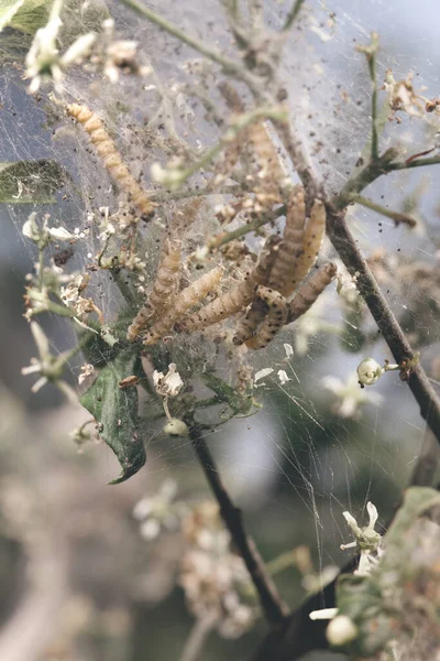 Gąsienice Sieci Zaatakowany Krzak Przyrodzie — Zdjęcie stockowe