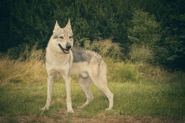 Youth Male Czechoslovak Wolfdog Posing Outdoor Nature — Stock Photo, Image