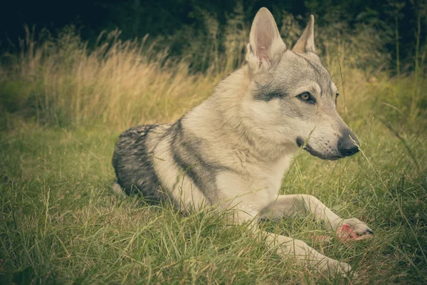 Youth Male Czechoslovak Wolfdog Posing Outdoor Nature — Stock Photo, Image