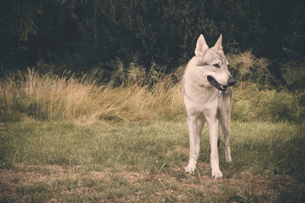 Jeugd Mannetje Van Tsjechoslowaakse Wolfhond Poseren Buiten Natuur — Stockfoto