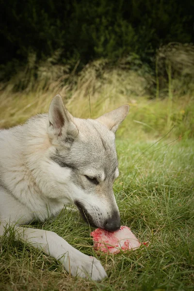 Youth Male Czechoslovak Wolfdog Eating Bone Outdoor Nature — Stock Photo, Image