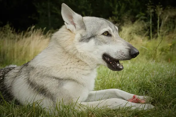 Czechoslovak Kurt Köpeğinin Genç Erkeği Doğada Kemik Yiyor — Stok fotoğraf