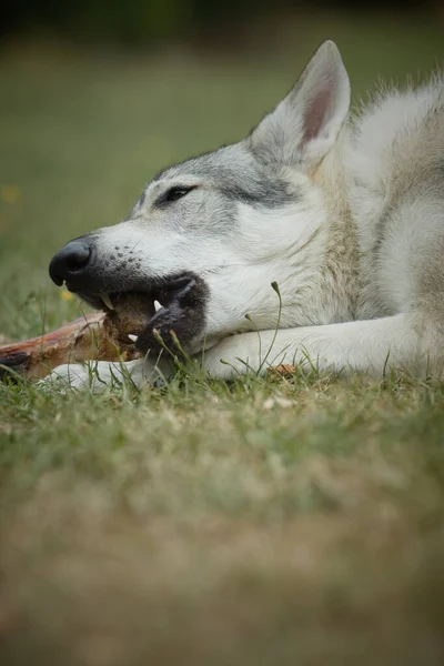 Jeugd Mannetje Van Tsjechoslowaakse Wolfshond Eten Bot Buiten Natuur — Stockfoto