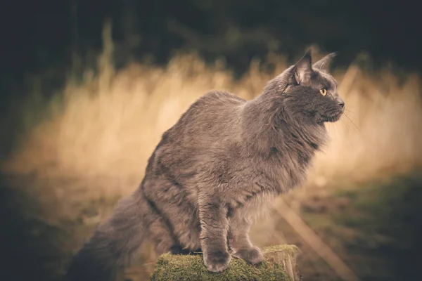 Pretty Maine Mýval Cat Pózuje Lesní Cestě Pro Portrét — Stock fotografie