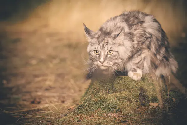 Hübsche Maine Coon Cat Posiert Auf Waldweg Für Porträt — Stockfoto
