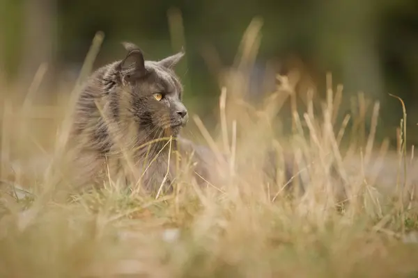 美丽的缅因州猫在森林的路上摆姿势拍照 — 图库照片