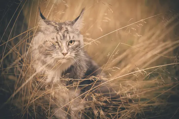 美丽的缅因州猫在森林的路上摆姿势拍照 — 图库照片