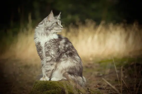 Güzel Maine Rakun Kedisi Portre Için Ormanda Poz Veriyor — Stok fotoğraf
