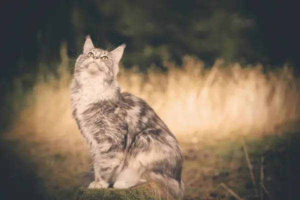 Söta Maine Coon Katt Poserar Skogsväg För Porträtt — Stockfoto