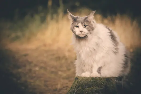 Pretty Maine Coon Cat Pozowanie Drodze Lasu Portretu — Zdjęcie stockowe