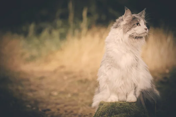 Pretty Maine Mýval Cat Pózuje Lesní Cestě Pro Portrét — Stock fotografie