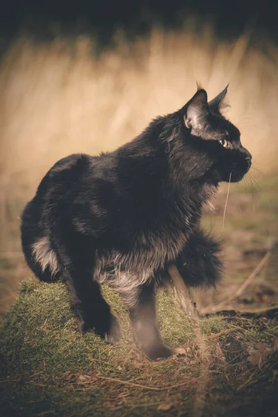 Pretty Maine Coon Cat Posando Bosque Para Retrato — Foto de Stock