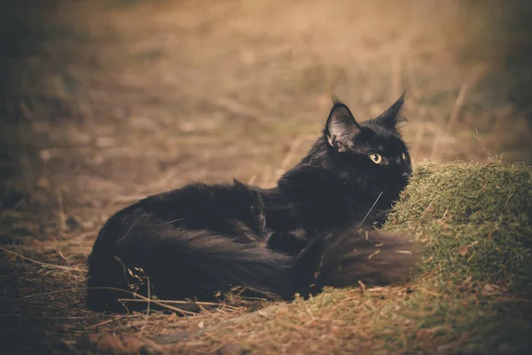 Jolie Maine Coon Cat Posant Sur Chemin Forêt Pour Portrait — Photo