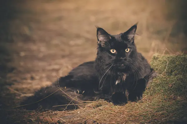 Hübsche Maine Coon Cat Posiert Auf Waldweg Für Porträt — Stockfoto