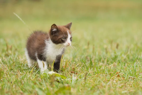 Dwa Miesiące Stary Kotek Mężczyzna Zwiedzanie Świata Trawie — Zdjęcie stockowe