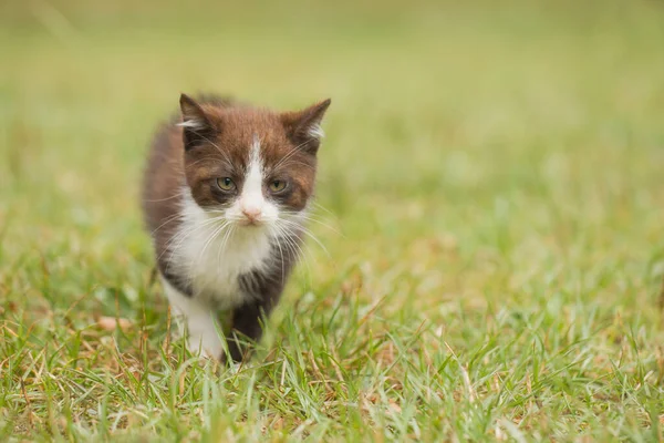 Zwei Monate Altes Kätzchen Erkundet Welt Gras — Stockfoto