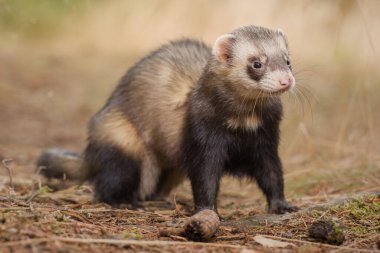 Orman yolunda poz veren standart renk gelinciği. 