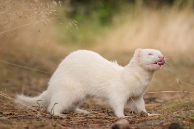 Albino dağ gelinciği orman yolunda poz veriyor ve arka planda çimlerle köstek oluyor