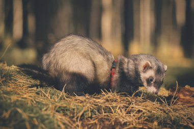 Dağ gelinciği doğada yürüyüş ve yaz ormanlarını keşfetmekten zevk alıyor.